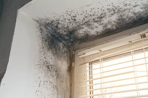 Affordable Mold Removal solutions in Sandy Spring, MD